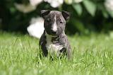 BULL TERRIER MINIATURE 208